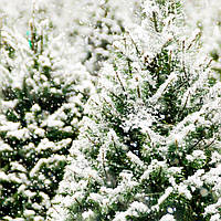 Frosted Fir №78, виробник США (Brambleberry), ваніль 0%