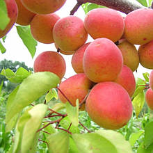 Абрикос Перла (середньостиглий)