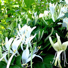 Жимолость Джеральда