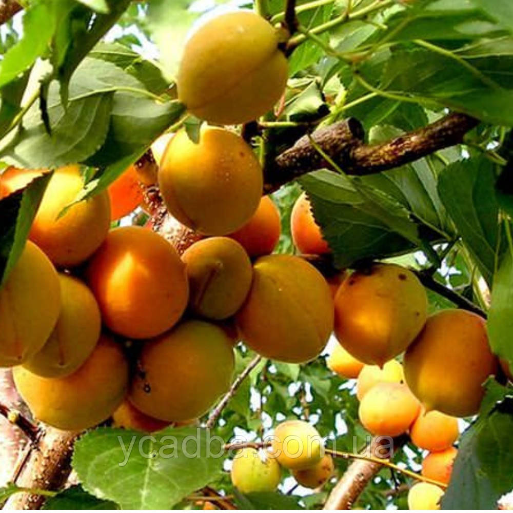 Абрикос Манітоба 604 (середньостиглий), фото 1