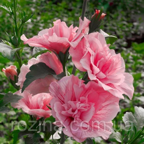 Гибискус древовидный "Pink Chiffon", фото 1