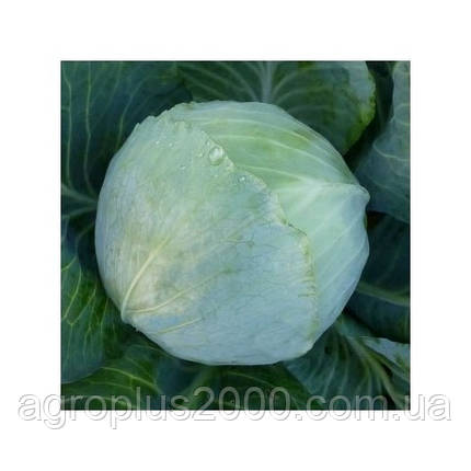 Насіння Капусту білочане KS 60 F1, 2500 насіння Kitano Seeds, фото 2