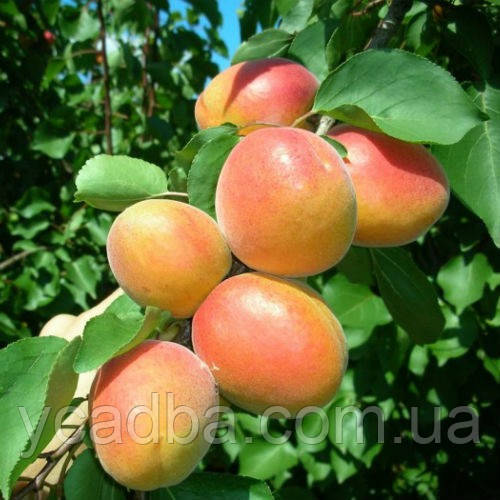 Абрикос Леді Кот (середньостиглий), фото 1