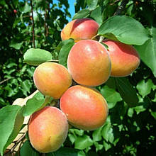 Абрикос Леді Кот (середньостиглий)