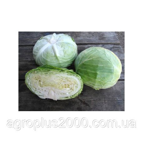Насіння Капуста білочана середня Наомі F1, 1000 насіння Kitano Seeds