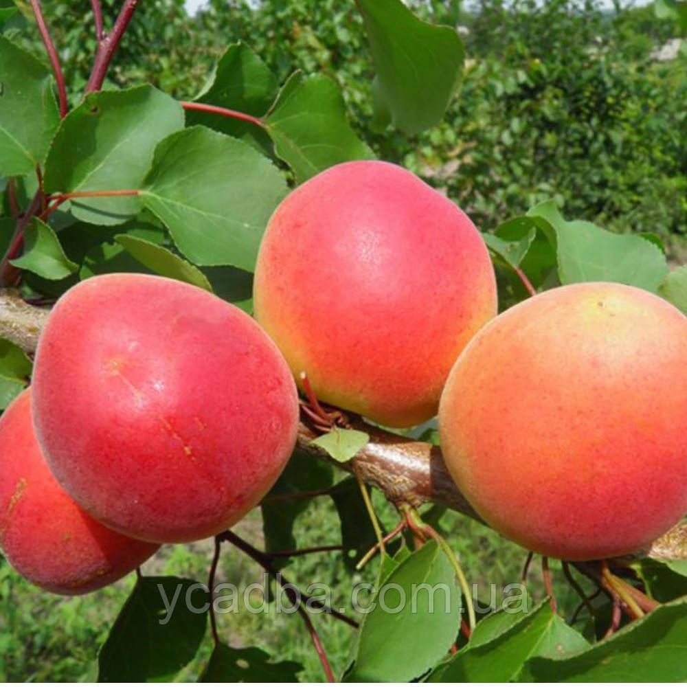 Абрикос Сільверкот (ранній), фото 1