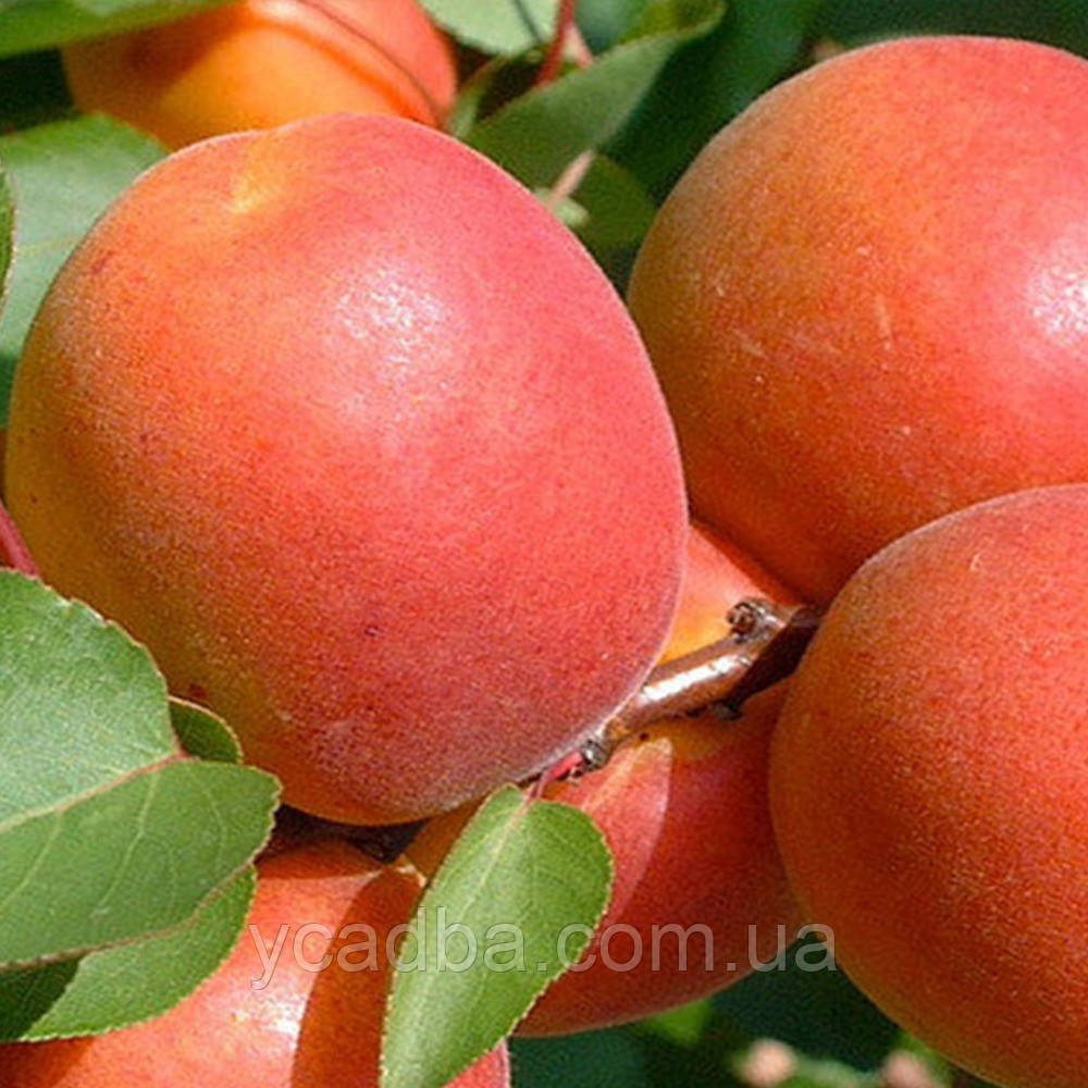 Абрикос Ерлі Блуш (ранній), фото 1