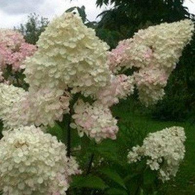 Гортензія Диамантино (29) (контейнер 0,5 л), фото 1