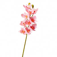 Орхідея ванда, світло-рожева
