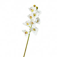 Орхидея ванда, белая