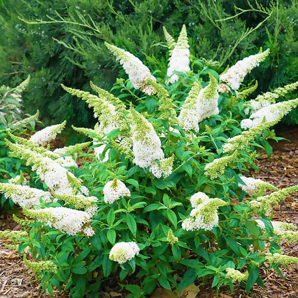 Саджанці Буддлеї Давида Уайт Профьюжн (Buddleja davidii White Profusion) Р9