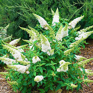 Мен үлкен емізіктерді сорғанды жақсы көремін