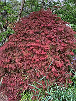 Клен японський "Inaba-shidare". Клен японский "Инабе-Шидаре". Acer palmatum "Inaba-shidare".