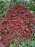 Клен японський "Inaba-shidare".
Клен японський "Інабе-Шідаре".
Acer palmatum "Inaba-shidare".