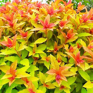 Саджанці Спіреї японської Голдфлейм (Spiraea japonica Goldflame) Р9