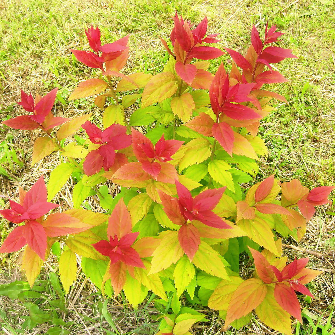 Саджанці Спіреї крупнолистної Макрофіла (Spiraea japonica Macrophylla) Р9