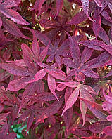 Клен японський "Little Red ". Карликовый японский клен "Литл Ред". Acer palmatum "Little Red ".