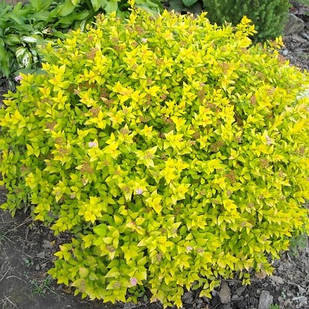 Саджанці Спіреї японської Голден Карпет (Spiraea japonica Golden Carpet) Р9