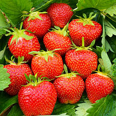 Саджанці літніх сортів полуниці