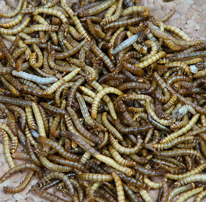 Сублімований мучний хрущ  "Просто додай води!" для : рептилій , їжаків , мурах , птиць , гризунів