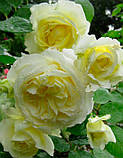 Троянда Elfe (Ельф) плетиста 1 сажінець, фото 5