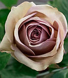 Троянда Amnesia (Амнезія) чайно-гібридна 1 сажінець, фото 2