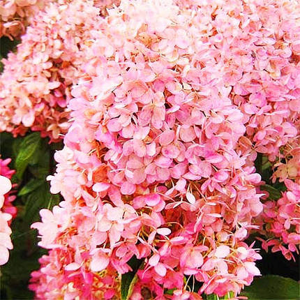 Гортензія Меджікал Світ Саммер / С3 / Hydrangea Sweet Summer, фото 2