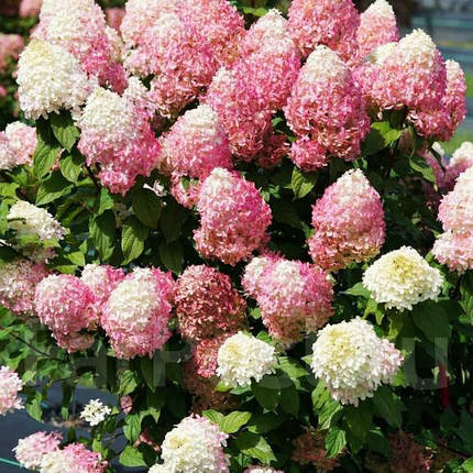 Гортензія Меджікал Світ Саммер / С3 / Hydrangea Sweet Summer, фото 1