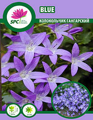 Дзвіночок гангарський Blue