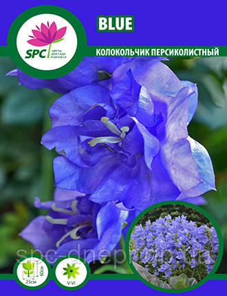 Дзвіночок персиколистий Blue