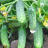 КРІСПІНА F1 - насіння огірка партенокарпічного 1 000 насінин, Nunhems, фото 2