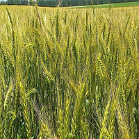 Озима пшениця Зимоярка Безоста Дворучка Миронівський інститут пшениці 1я репродукція