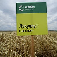 Озимая пшеница Лукуллус элита остистый Saatbau
