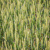 Озима пшениця Фабіус безоста еліта Saatbau