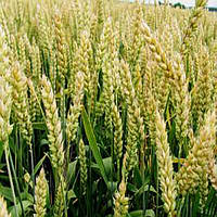 Озимая пшеница элита Лупидур Saatbau
