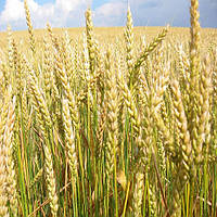 Озимая пшеница Филипповка осистая 1 я репродукция