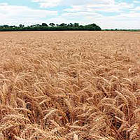 Озимая пшеница 1-я репродукция Скаген Saaten Union