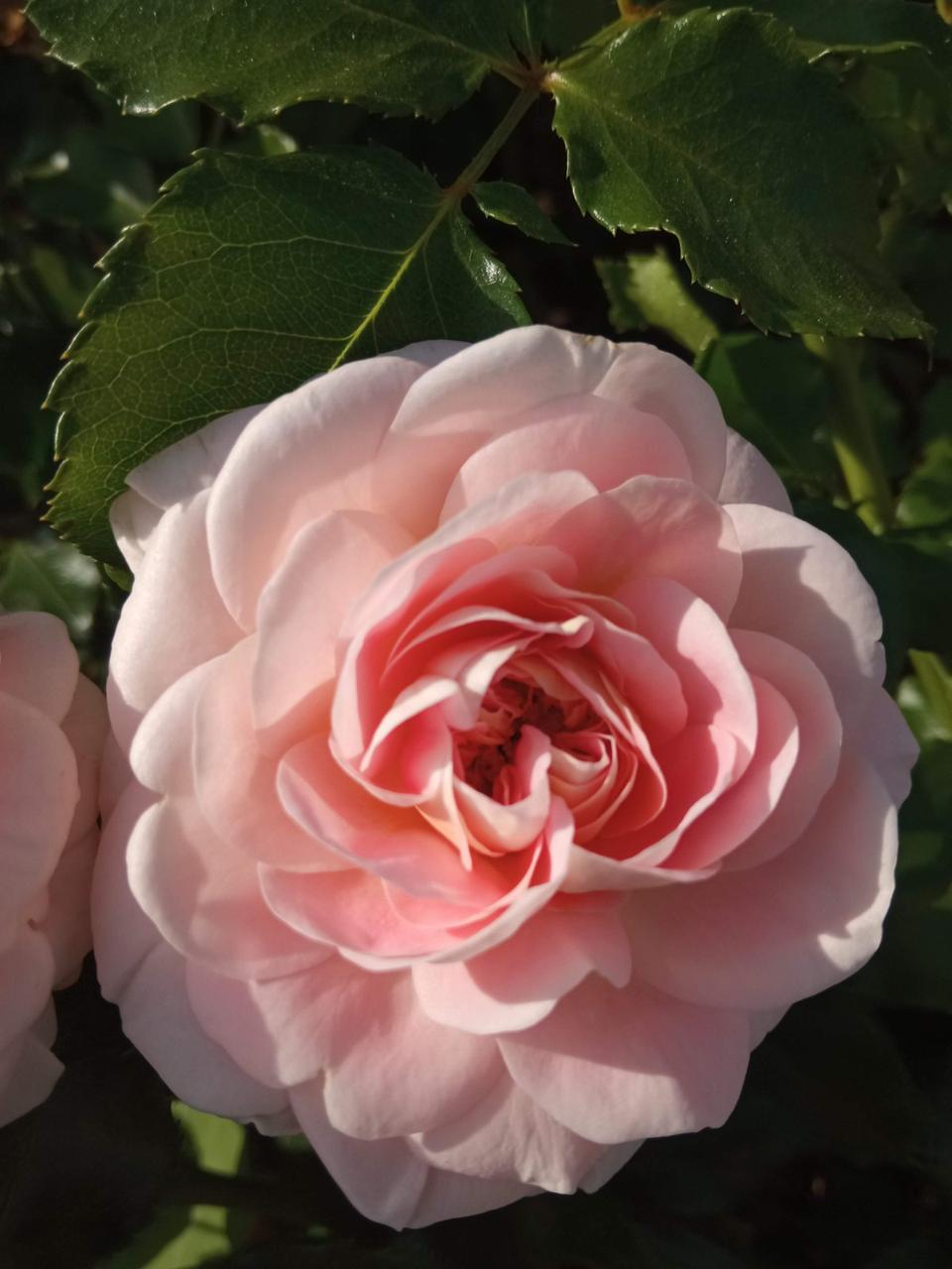 Роза английская "Абрахам Дерби" Abraham Darby - фото 6 - id-p1451223854