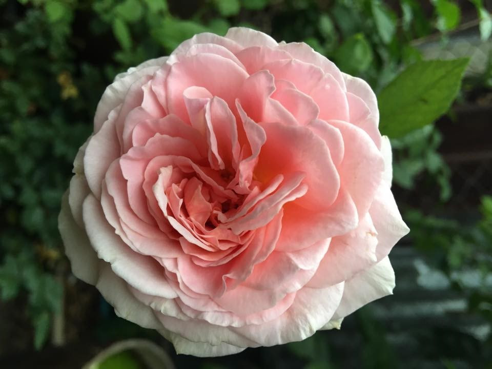 Роза английская "Абрахам Дерби" Abraham Darby - фото 1 - id-p1451223854