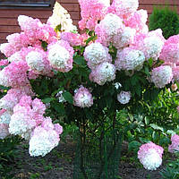 Гортензія мітловидна Санді фрайз, Hydrangea paniculata Sundae Fraise