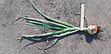 Альбатрос F1 250 000 | насіння цибулі озимого [ LIBRASEEDS ], фото 10