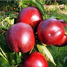 Нектарин Рубіновий (середньостиглий)