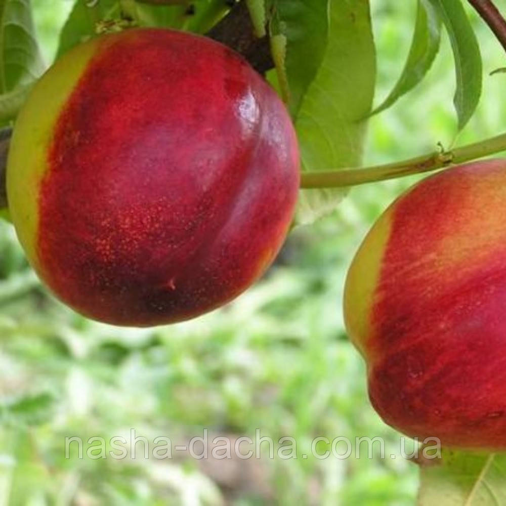 Нектарин Хемус (Ранній)