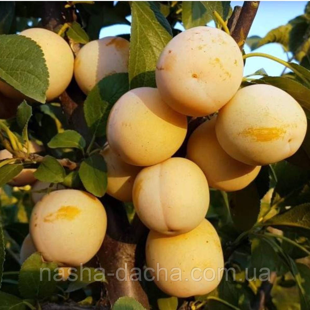 Слива Джефферсон (середньо-пізня)