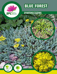 Очиток Blue Forest