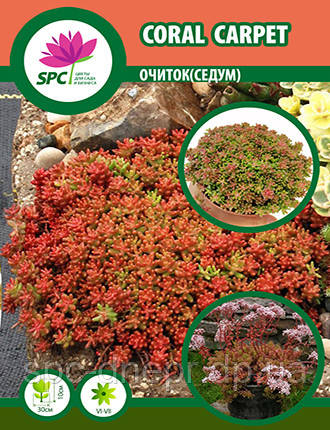 Очиток Coral Carpet