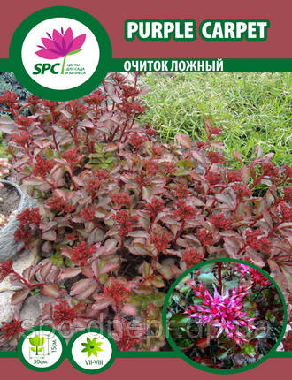 Очиток Purple Carpet
