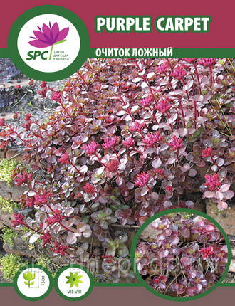 Очиток ложный Purple Carpet - фото 2 - id-p1451387464