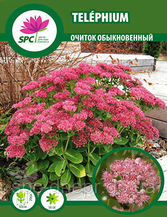 Очиток звичайний, фото 1