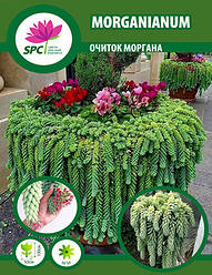 Очиток Моргана